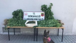 Serada Hint keneviri yetiştiren 1 kişi tutuklandı