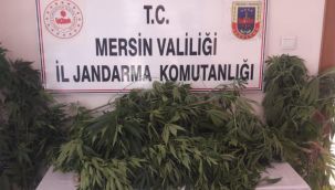 116 kök kenevir ele geçirildi