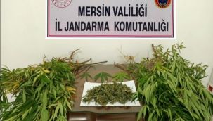 2 ayrı operasyonda 57 kök kenevir bitkisi ele geçirildi