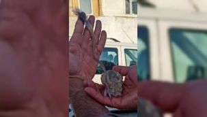 Elazığ'da Arap tavşanı görüldü