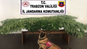 Fındık bahçesine kenevir ekmişler