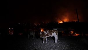 Hayvanlarını deniz kenarına getirerek kurtardılar