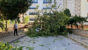 Dut ağacı bir anda yola devrildi