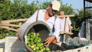 İlk limon hasadı başladı