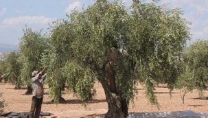 Kilis'te zeytinyağı üretimi başladı