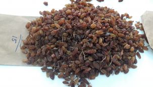 KURU ÜZÜMDE İHRACAT BELİRSİZLİĞİ