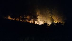 Manavgat'ta orman yangını çıktı