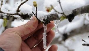 METEREOLOJİ, ZİRAİ DON UYARISINDA BULUNDU