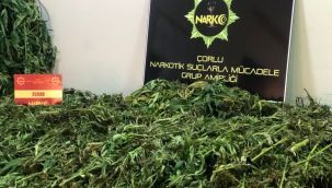 Tekirdağ'da 19 kilo esrar ve kenevir bitkisi ele geçirildi