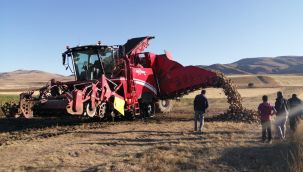 550 bin ton pancardan 82 bin ton şeker üretimi
