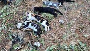 Bodrum'da 20'den fazla kedi zehirlenerek öldürüldü