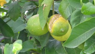 İhracat olmayınca limonlar dalında kaldı
