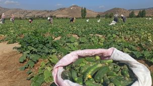 İZMİR'DE SALATALIK ÜRETİCİLERİ DERTLİ
