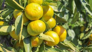 SATSUMA İHRACAT YOLCULUĞUNA BAŞLIYOR