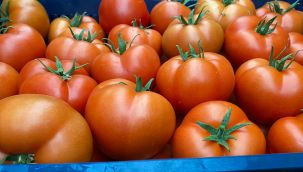 Domatesin fiyatı yüzde 63.98 arttı