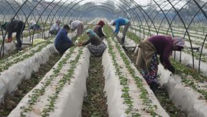 Kuraklık çileği de etkiledi, üretici beklentilerini düşürdü