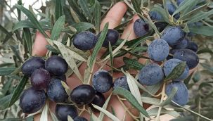 YAĞIŞ ZEYTİN REKOLİTESİNİ ETKİLEYEBİLİR