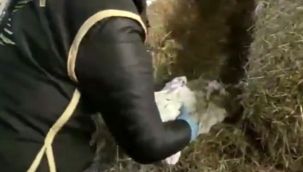 İstanbul'da silah kaçakçılığı operasyonu