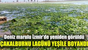 Deniz marulu İzmir'de yeniden görüldü: Çakalburnu Lagünü yeşile boyandı