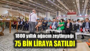 1800 yıllık bilge ağacın zeytinyağı müzayedede 75 bin liraya satıldı