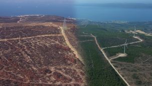 Çanakkale'de 2008 yılında küle dönen alan yeniden yeşillendi