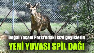 Doğal Yaşam Parkı’ndaki kızıl geyiklerin yeni yuvası Spil Dağı