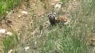 Kırmızı listede yer alan "alaca sansar" görüntülendi
