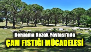 Kozak’ta çam fıstığı için mücadele sürüyor