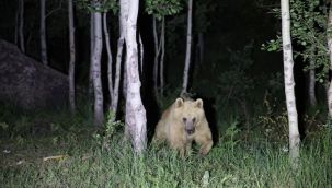 Nemrut'un maskot ayıları kış uykusundan uyandı