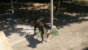 Pitbull cinsi köpeği sokakta ağızlık ve tasmasız gezdiren şahsa 14 bin TL ceza