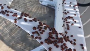 Bu da böcek istilası: Tatilciler tedirgin