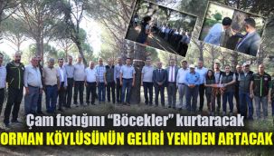 Çam fıstığını "Böcekler" kurtaracak: Orman köylüsünün geliri yeniden artacak
