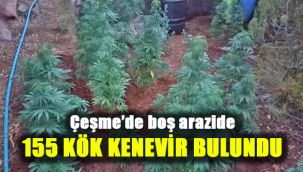 Çeşme’de boş arazide 155 kök kenevir bulundu