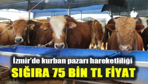 İzmir’de kurban pazarı hareketliliği: Sığıra 75 bin tl fiyat