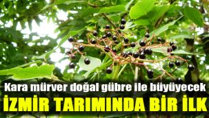Kara mürver doğal gübre ile büyüyecek: İzmir tarımında bir ilk