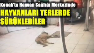 Konak’ta Hayvan Sağlığı Merkezinde hayvanları yerlerde sürüklediler