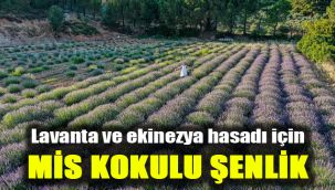 Lavanta ve ekinezya hasadı için mis kokulu şenlik