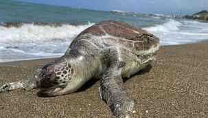 Ölü caretta caretta sahile vurdu