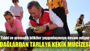 Tıbbi ve aromatik bitkiler yaygınlaşmaya devam ediyor: Dağlardan Tarlaya Kekik Mucizesi