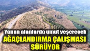Yanan alanlarda umut yeşerecek: Ağaçlandırma çalışması sürüyor