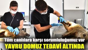 Yaralı yavru domuz tedavi altında: Tüm canlılara karşı sorumluluğumuz var