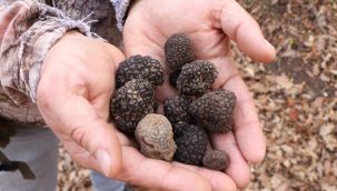 Dünyanın en pahalı mantarından yılda 225 kilo toplanabilecek