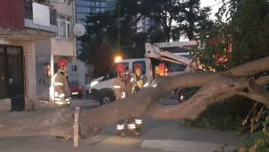 Dut ağacı cadde ve sokağı kapattı
