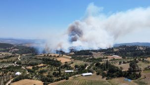 Manisa'da orman yangın buğday tarlasında başlamış