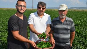 Biber ekenin kazancı fazla