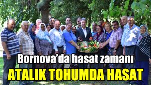 Bornova’da hasat zamanı: Atalık tohumlarda hasat