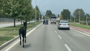 Bursa'da başıboş at trafiği alt üst etti