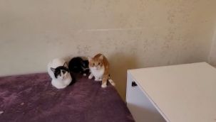 Bursa'da çöp evden onlarca kedi çıktı