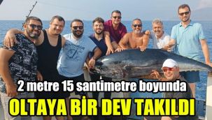 Oltaya bir dev takıldı: 2 metre 15 santimetre