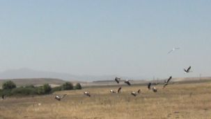 Kars'ta leyleklerin göç molası